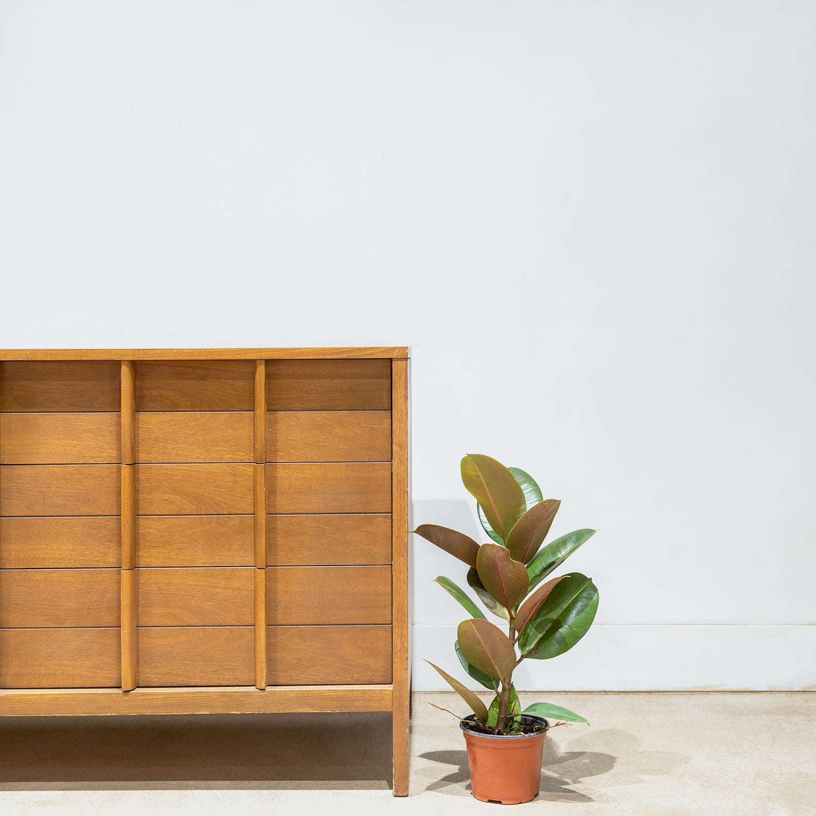 Rubber Plant Robusta | Care Guide and Pro Tips - Delivery from Toronto across Canada - JOMO Studio