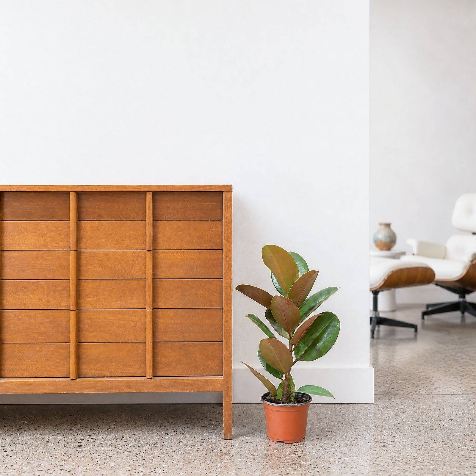 Rubber Plant Robusta | Care Guide and Pro Tips - Delivery from Toronto across Canada - JOMO Studio