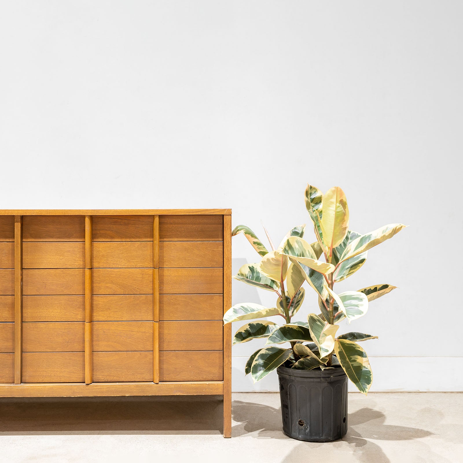 Rubber Plant Tineke - House Plants Delivery Toronto - JOMO Studio