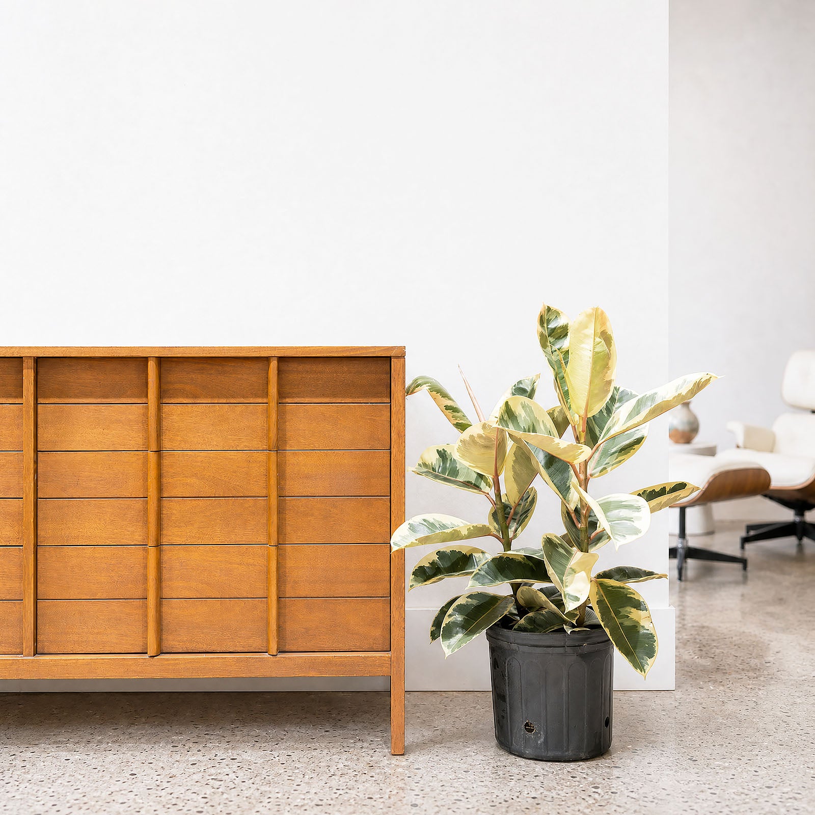 Rubber Plant Tineke - House Plants Delivery Toronto - JOMO Studio