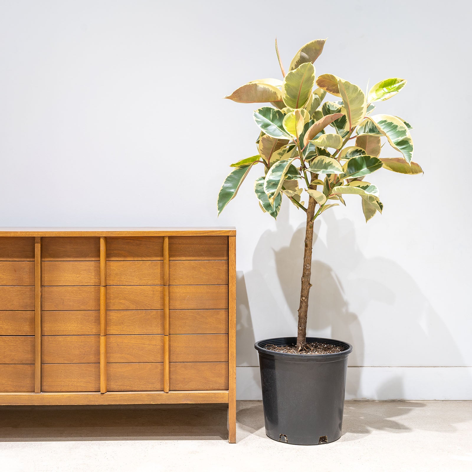 Rubber Plant Tineke - House Plants Delivery Toronto - JOMO Studio