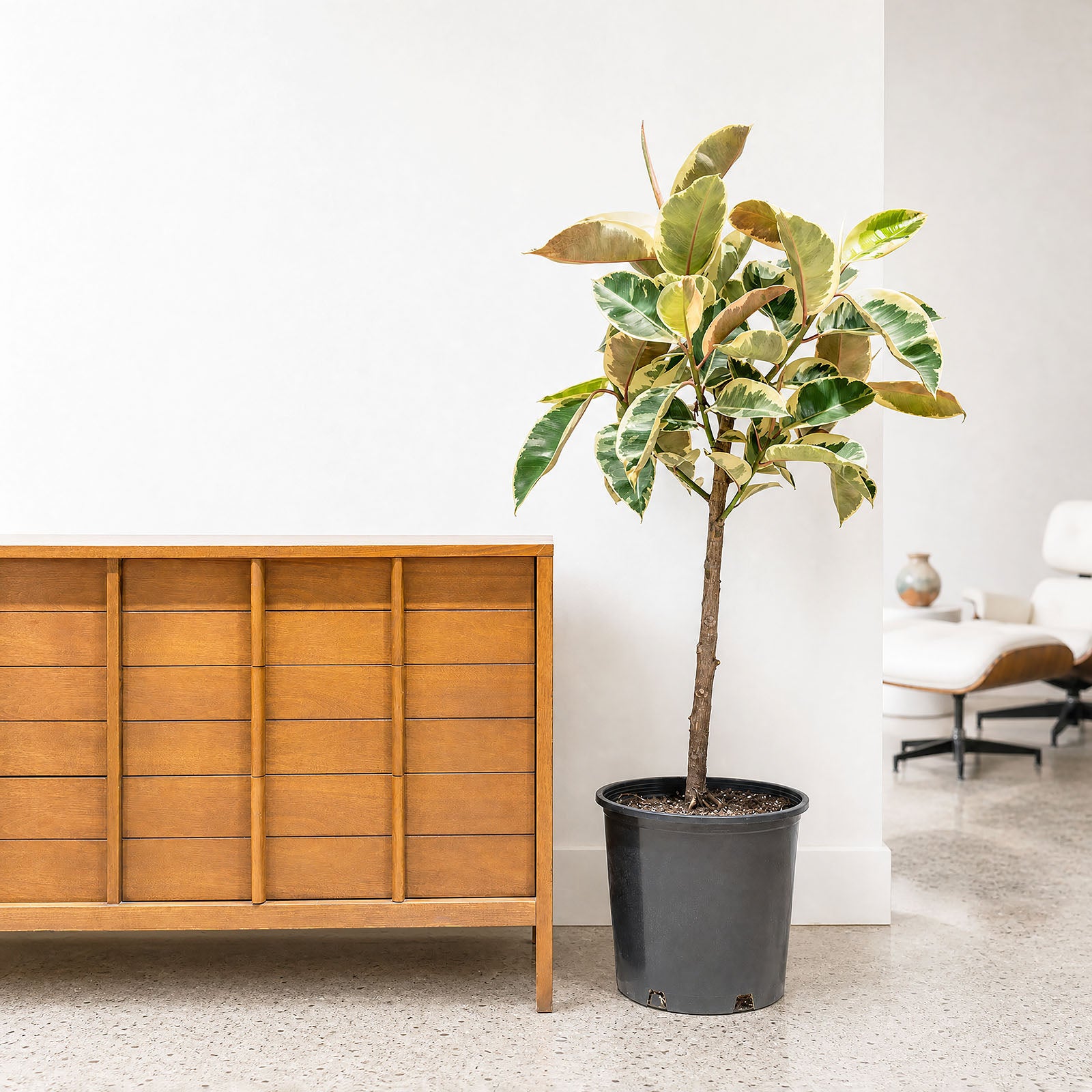 Rubber Plant Tineke - House Plants Delivery Toronto - JOMO Studio