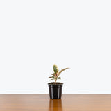 Rubber Plant Tineke — 4" Pot - Single Stem