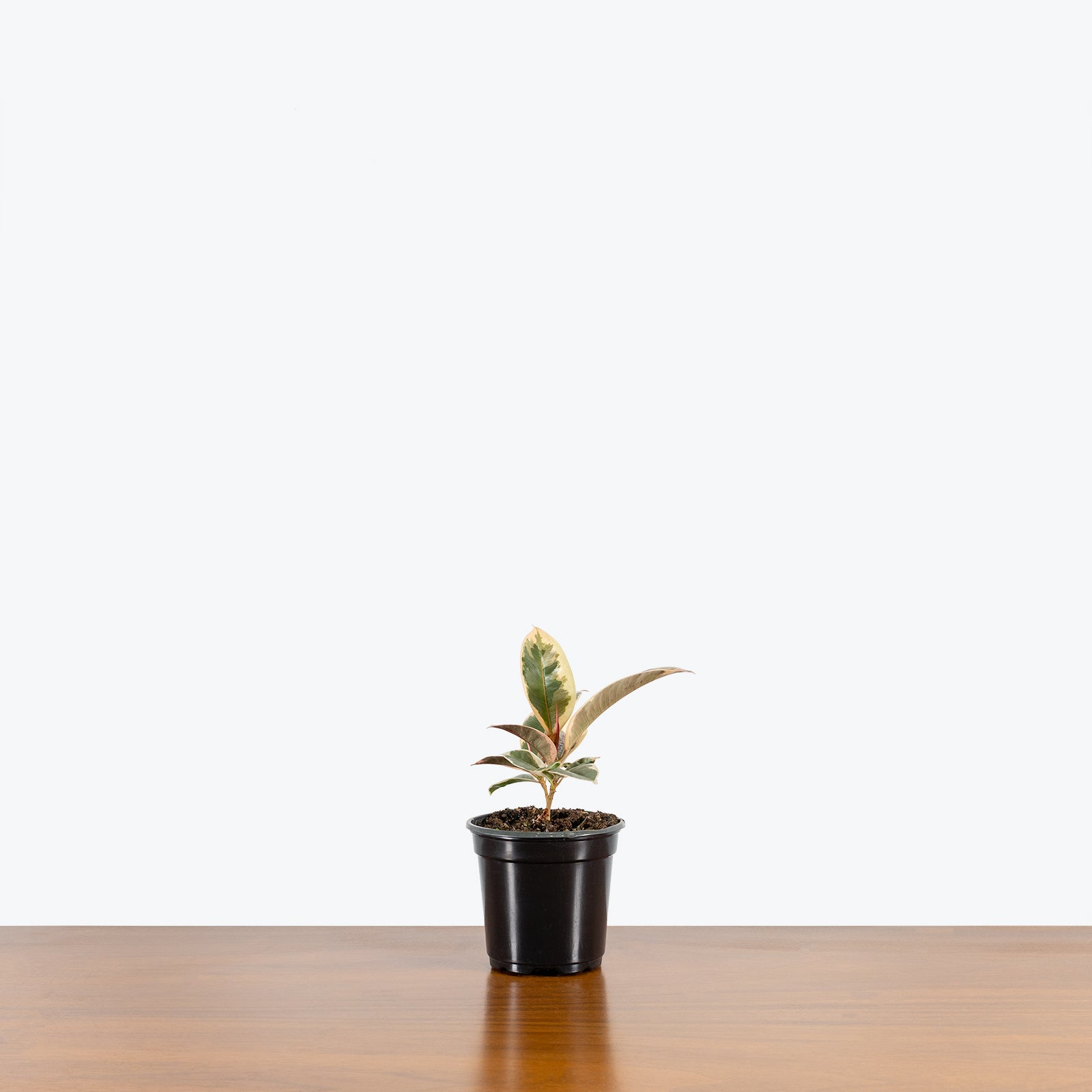 Rubber Plant Tineke - House Plants Delivery Toronto - JOMO Studio