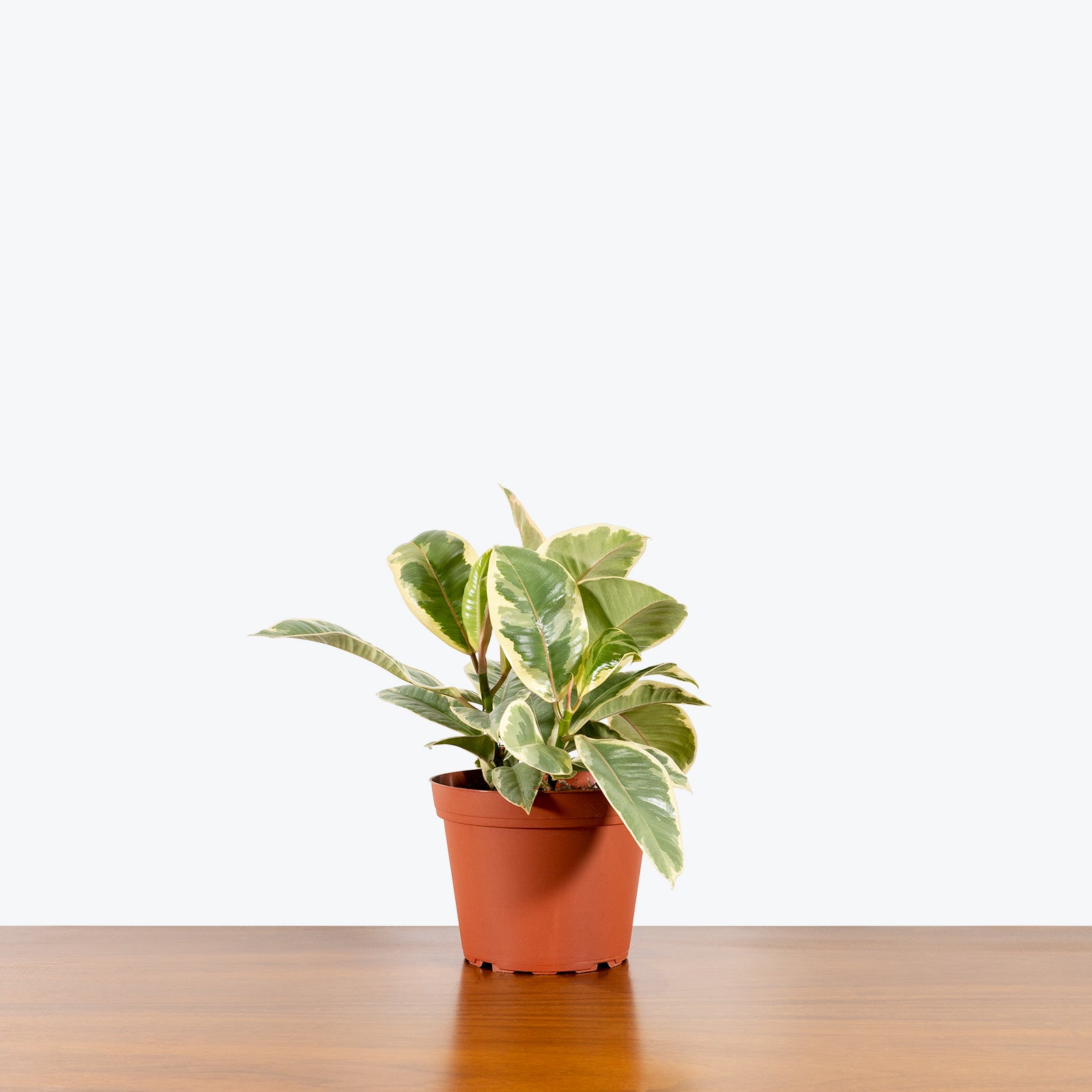 Rubber Plant Tineke - House Plants Delivery Toronto - JOMO Studio