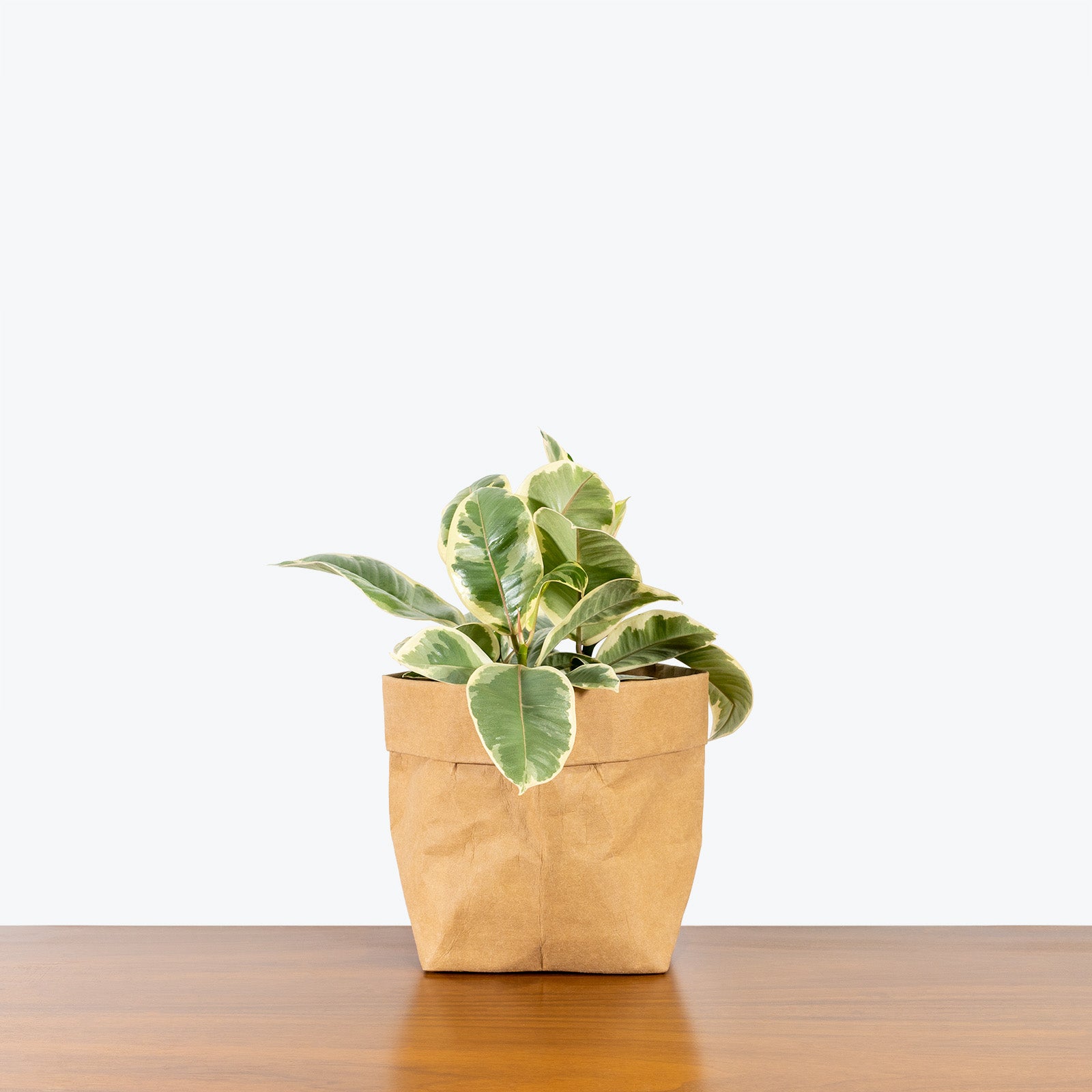 Rubber Plant Tineke - House Plants Delivery Toronto - JOMO Studio