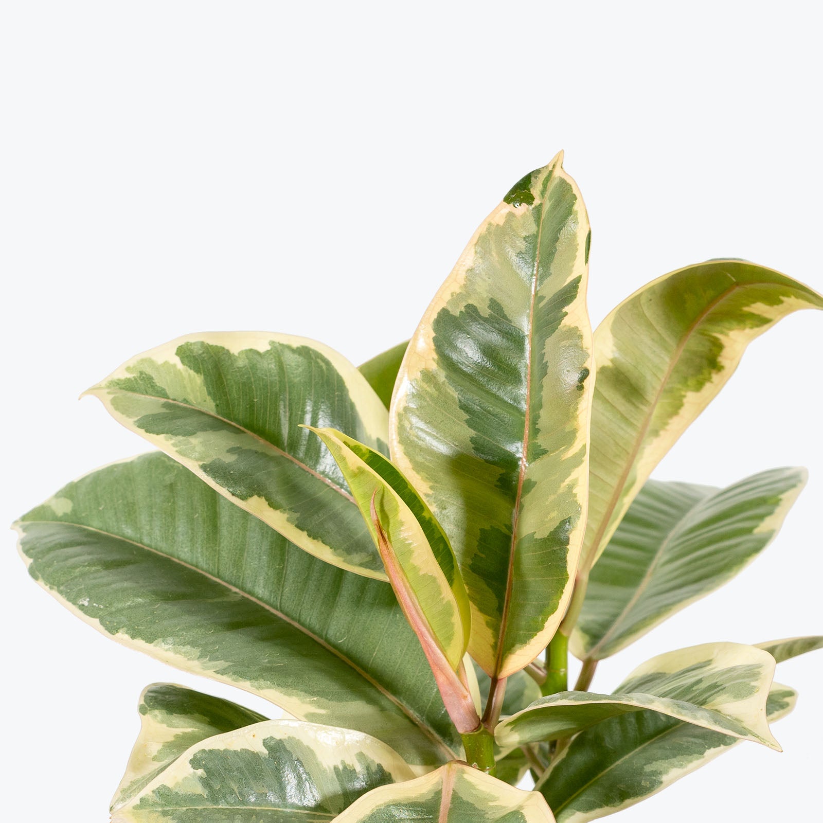 Rubber Plant Tineke - House Plants Delivery Toronto - JOMO Studio