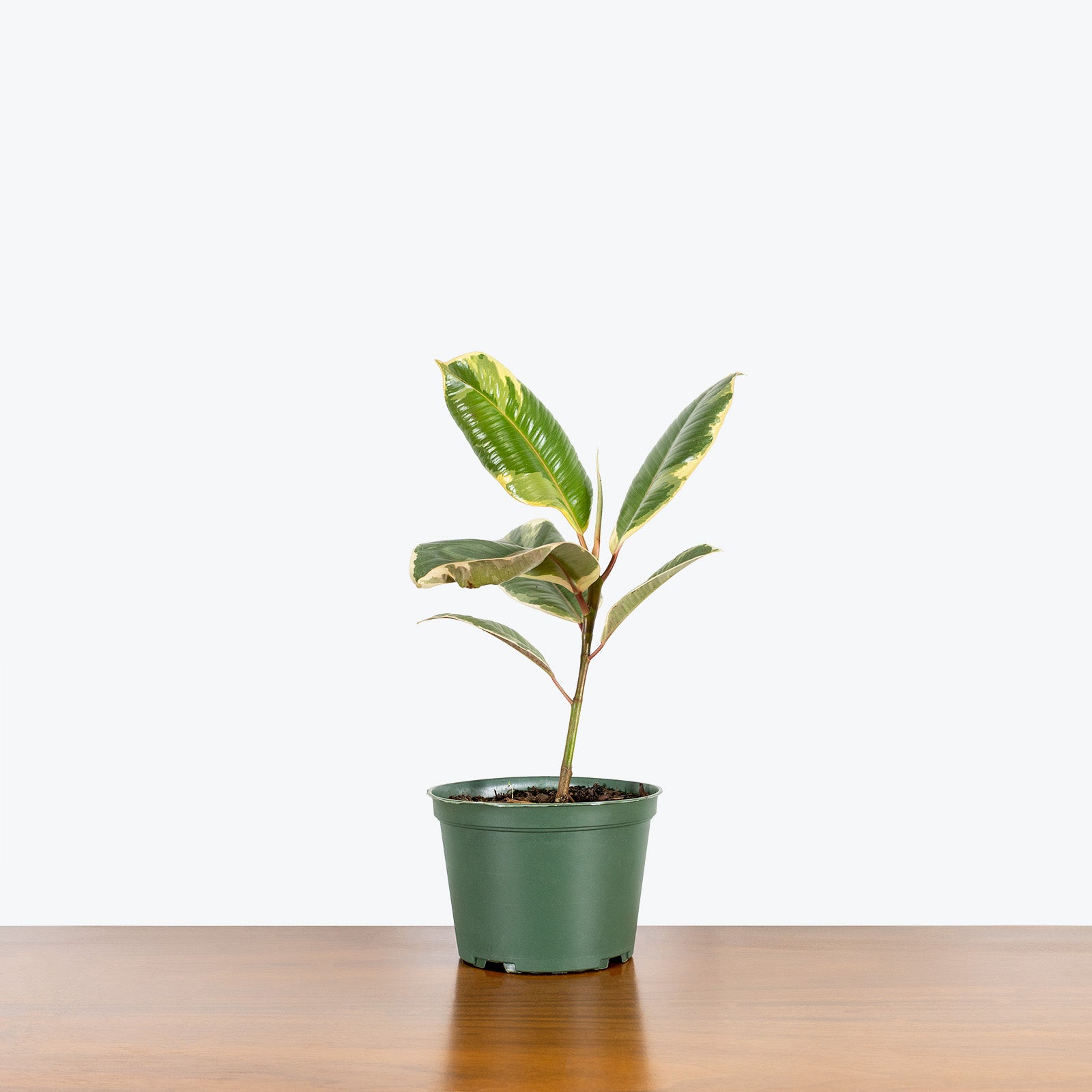 Rubber Plant Tineke - House Plants Delivery Toronto - JOMO Studio