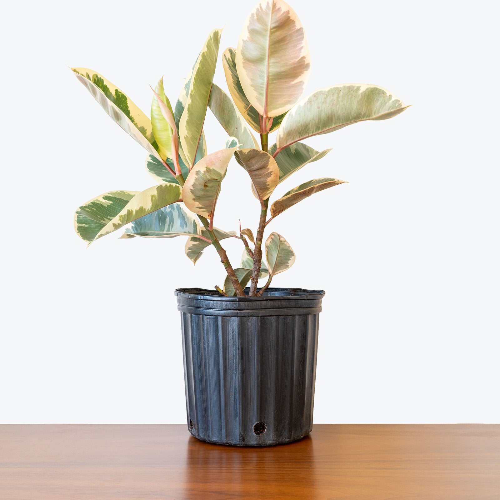 Rubber Plant Tineke - House Plants Delivery Toronto - JOMO Studio