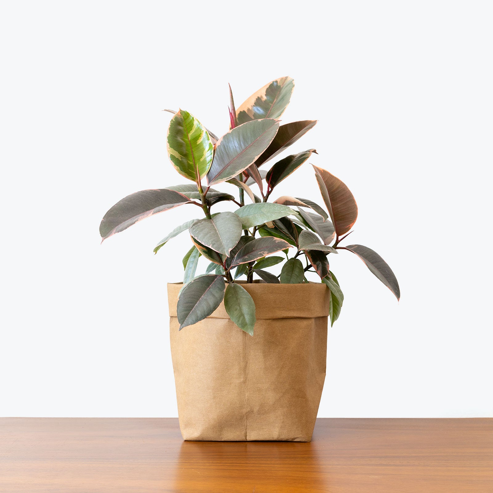 Rubber Ruby Red - House Plants Delivery Toronto - JOMO Studio