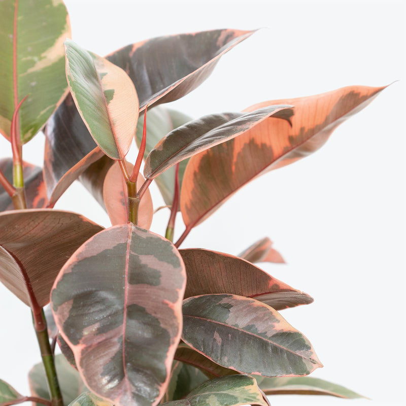 Rubber Ruby Red | Trending Air Purifying Indoor Houseplant for Delivery | Care Guide and Pro Tips