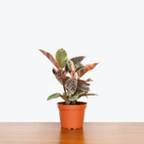 Rubber Ruby Red — 6" Pot - Bush