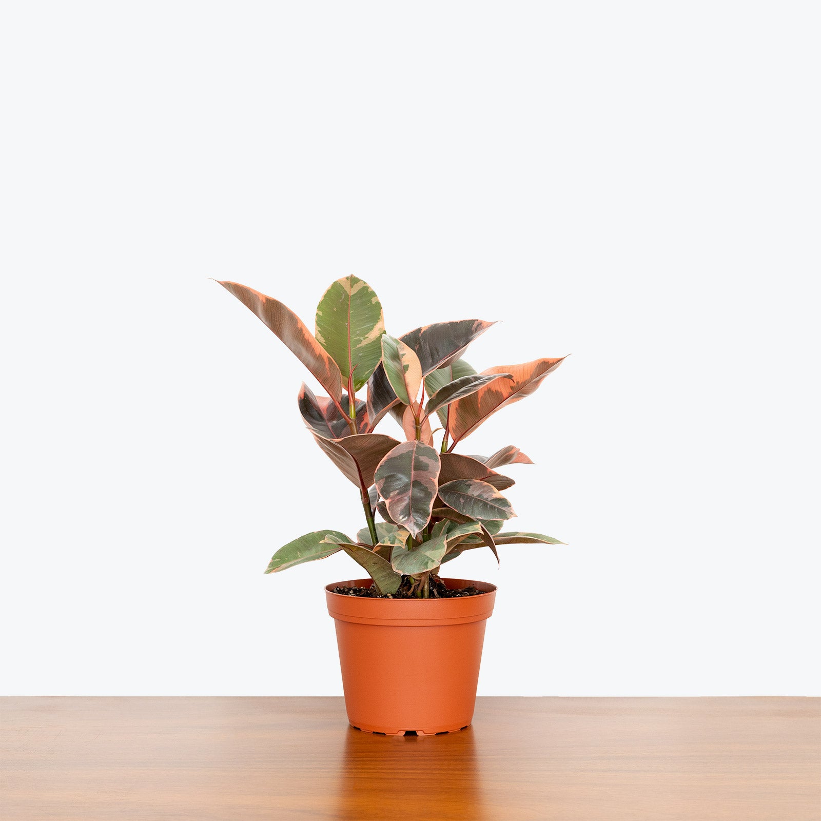 Rubber Ruby Red - House Plants Delivery Toronto - JOMO Studio