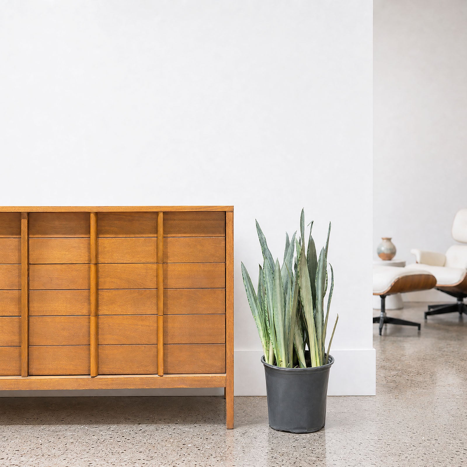 Sansevieria Bantel's Sensation | Snake Plant | Care Guide and Pro Tips - Delivery from Toronto across Canada - JOMO Studio