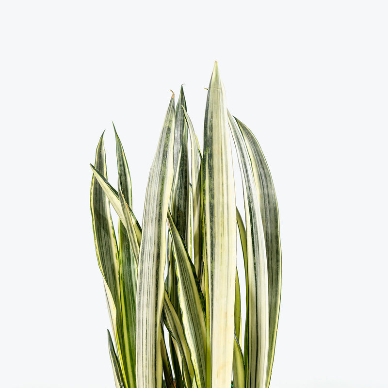 Sansevieria Bantel's Sensation - Snake Plant - House Plants Delivery Toronto - JOMO Studio