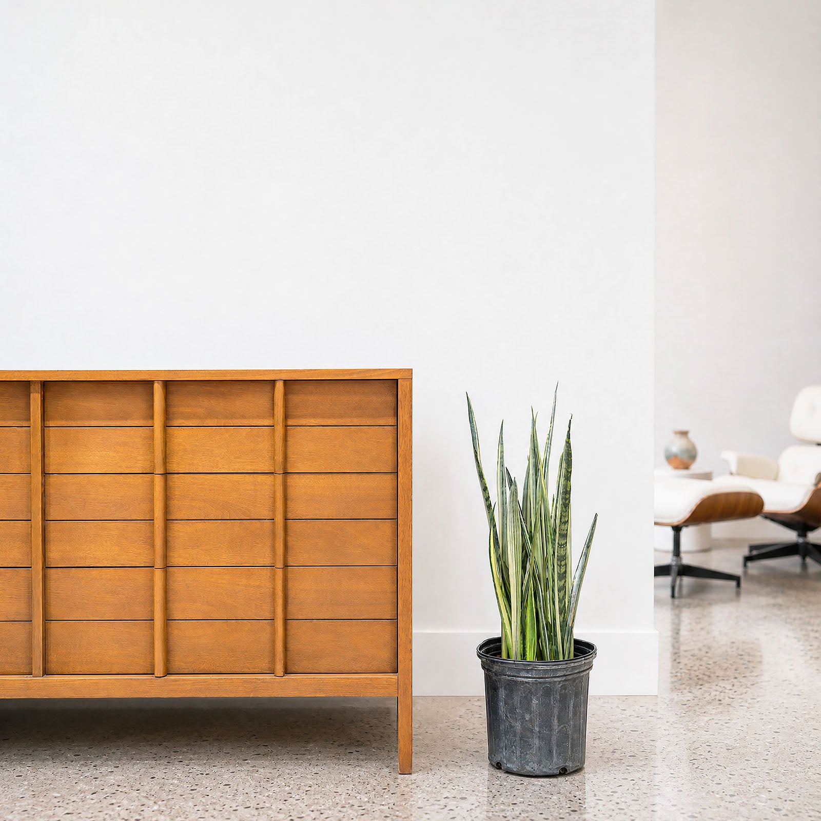 Sansevieria Bantel's Sensation | Snake Plant | Care Guide and Pro Tips - Delivery from Toronto across Canada - JOMO Studio