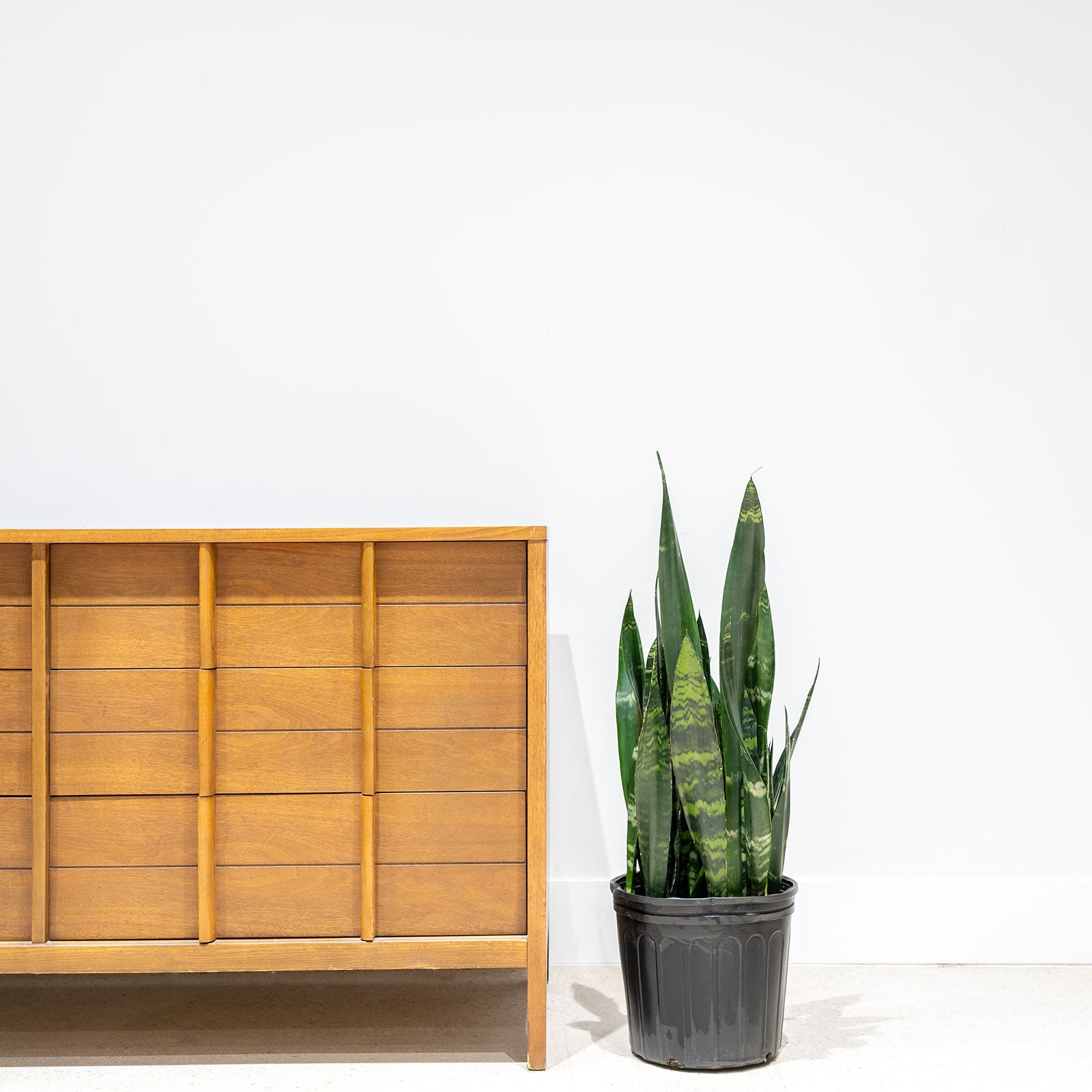 Sansevieria Black Coral - Snake Plant - House Plants Delivery Toronto - JOMO Studio