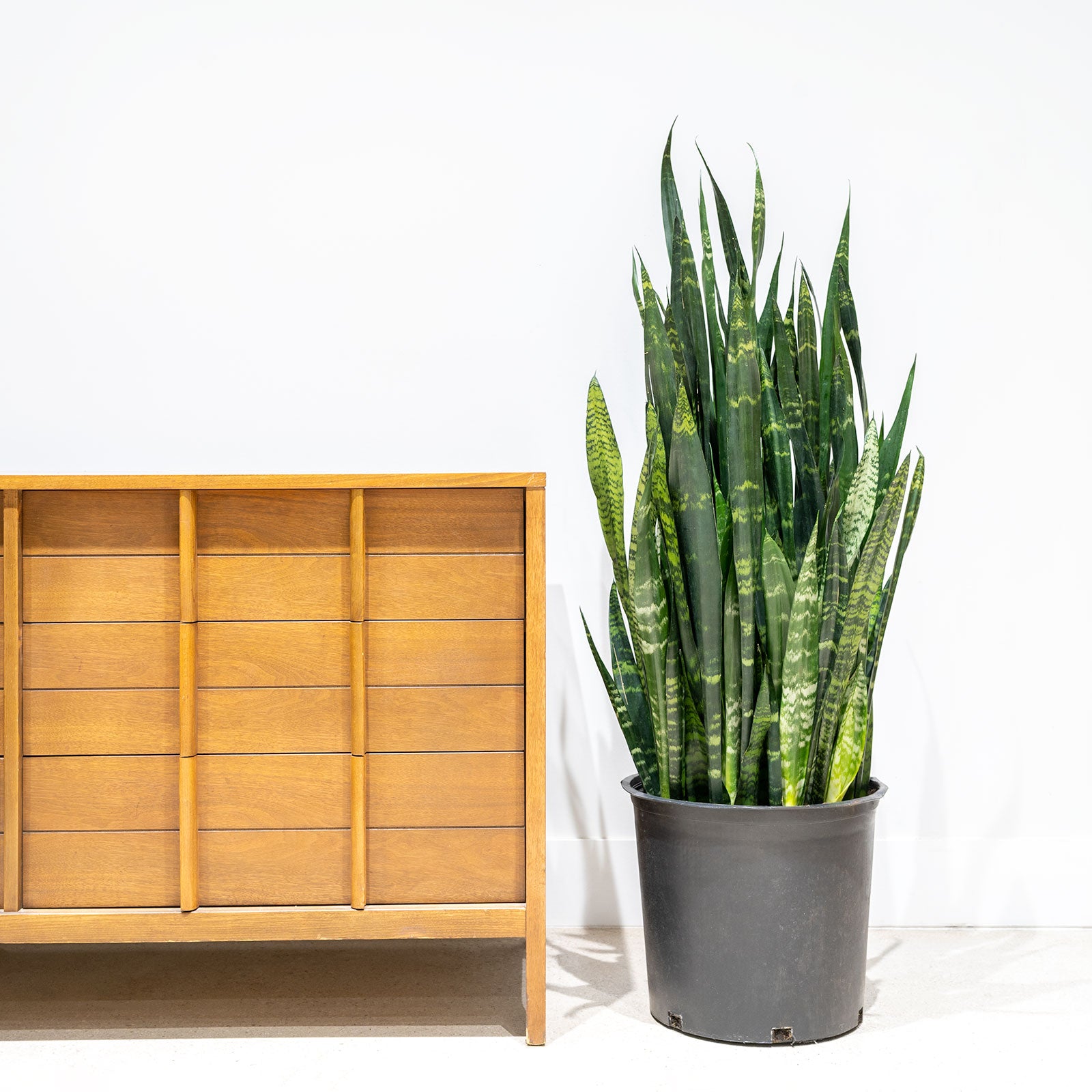 Sansevieria Black Coral - Snake Plant - House Plants Delivery Toronto - JOMO Studio