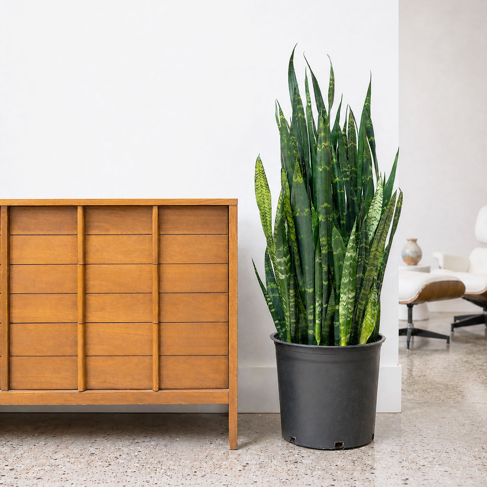 Sansevieria Black Coral | Snake Plant | Care Guide and Pro Tips - Delivery from Toronto across Canada - JOMO Studio
