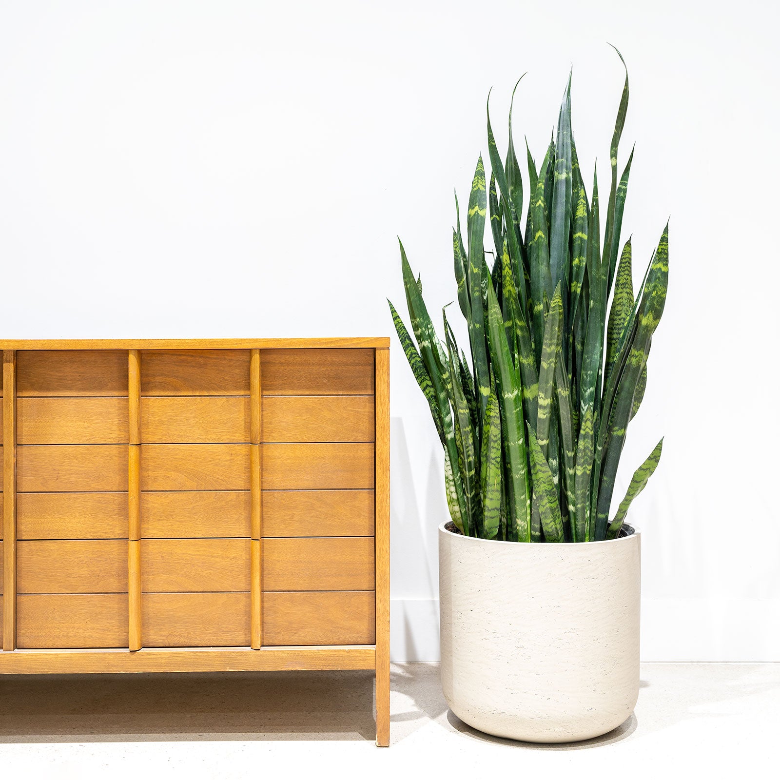 Sansevieria Black Coral | Snake Plant | Care Guide and Pro Tips - Delivery from Toronto across Canada - JOMO Studio