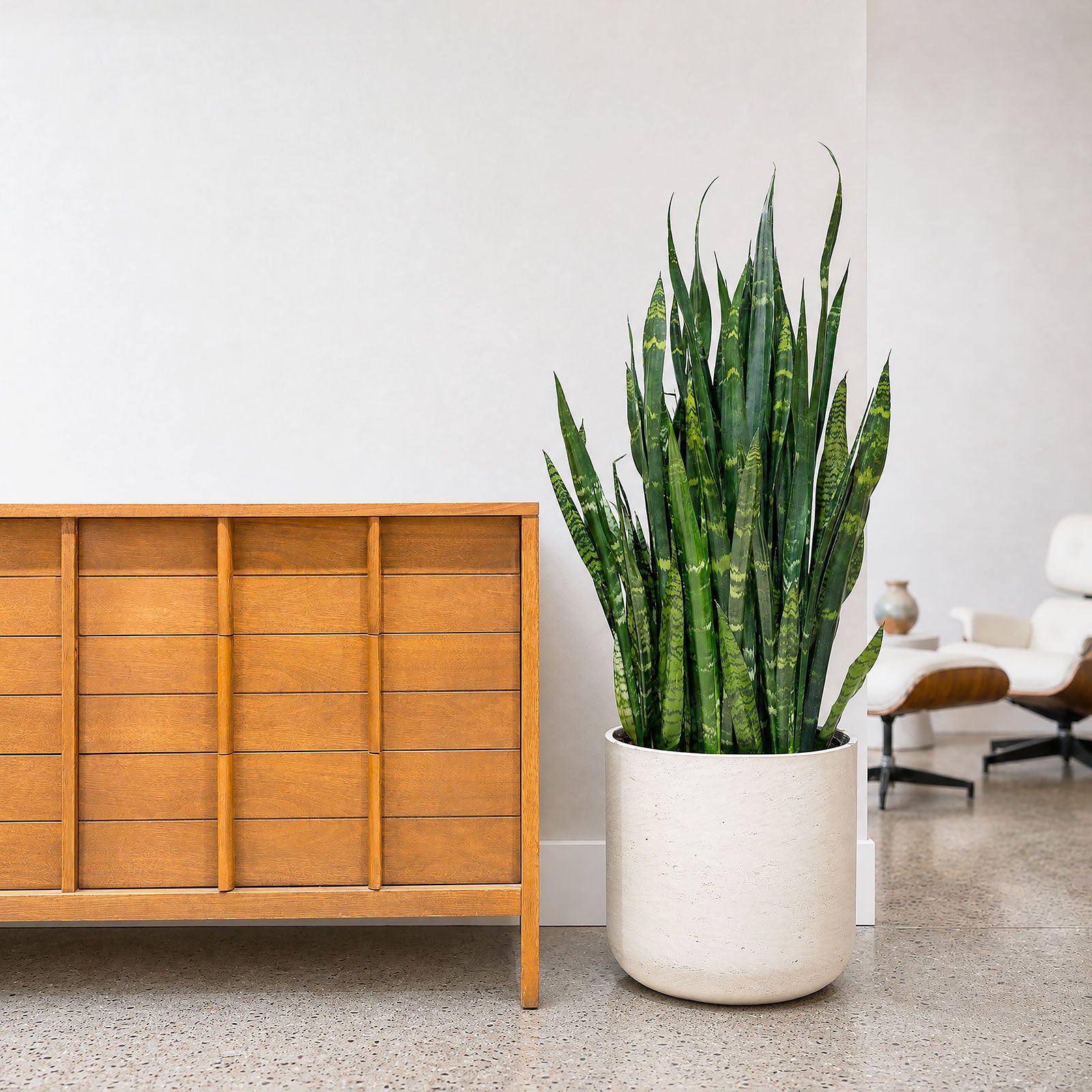 Sansevieria Black Coral | Snake Plant | Care Guide and Pro Tips - Delivery from Toronto across Canada - JOMO Studio