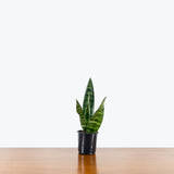 Sansevieria Black Coral — 4" Pot