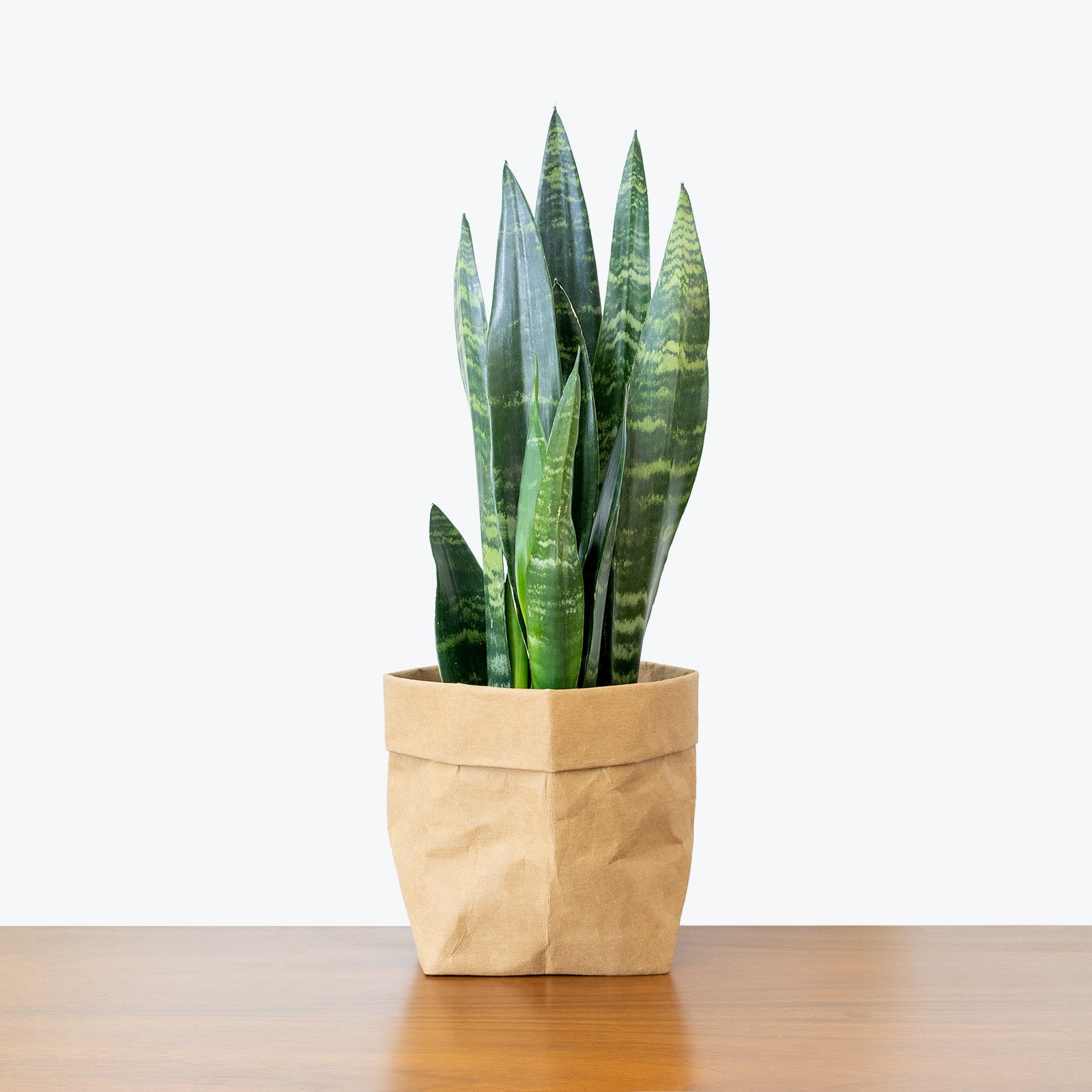 Sansevieria Black Coral - Snake Plant - House Plants Delivery Toronto - JOMO Studio