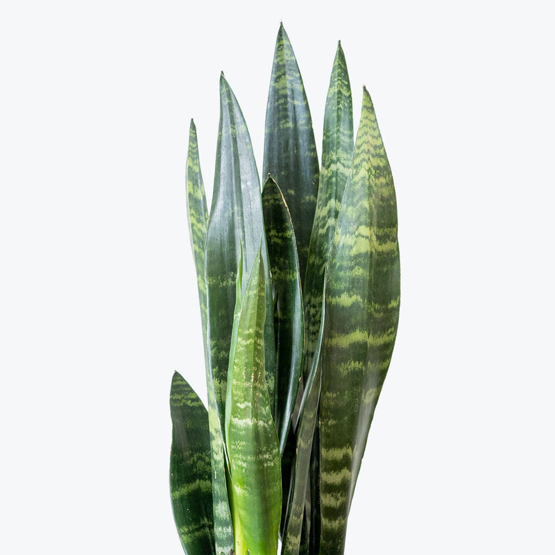 Sansevieria Black Coral - Snake Plant - House Plants Delivery Toronto - JOMO Studio