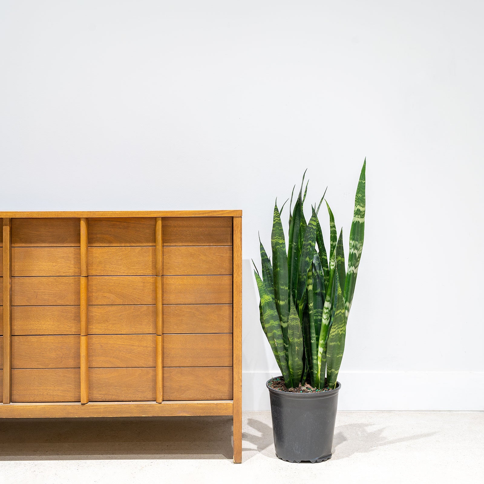 Sansevieria Black Coral | Snake Plant | Care Guide and Pro Tips - Delivery from Toronto across Canada - JOMO Studio