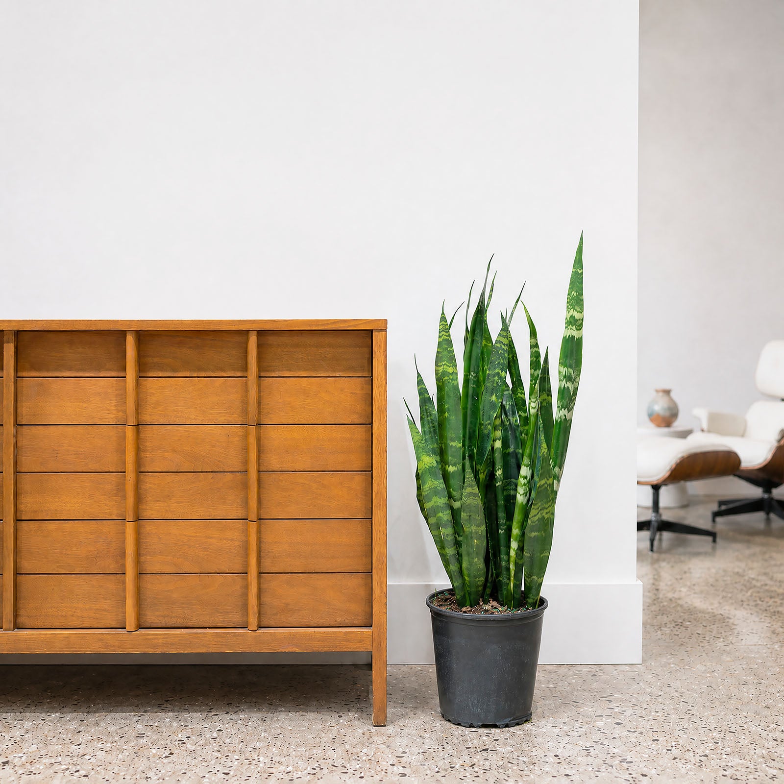 Sansevieria Black Coral | Snake Plant | Care Guide and Pro Tips - Delivery from Toronto across Canada - JOMO Studio