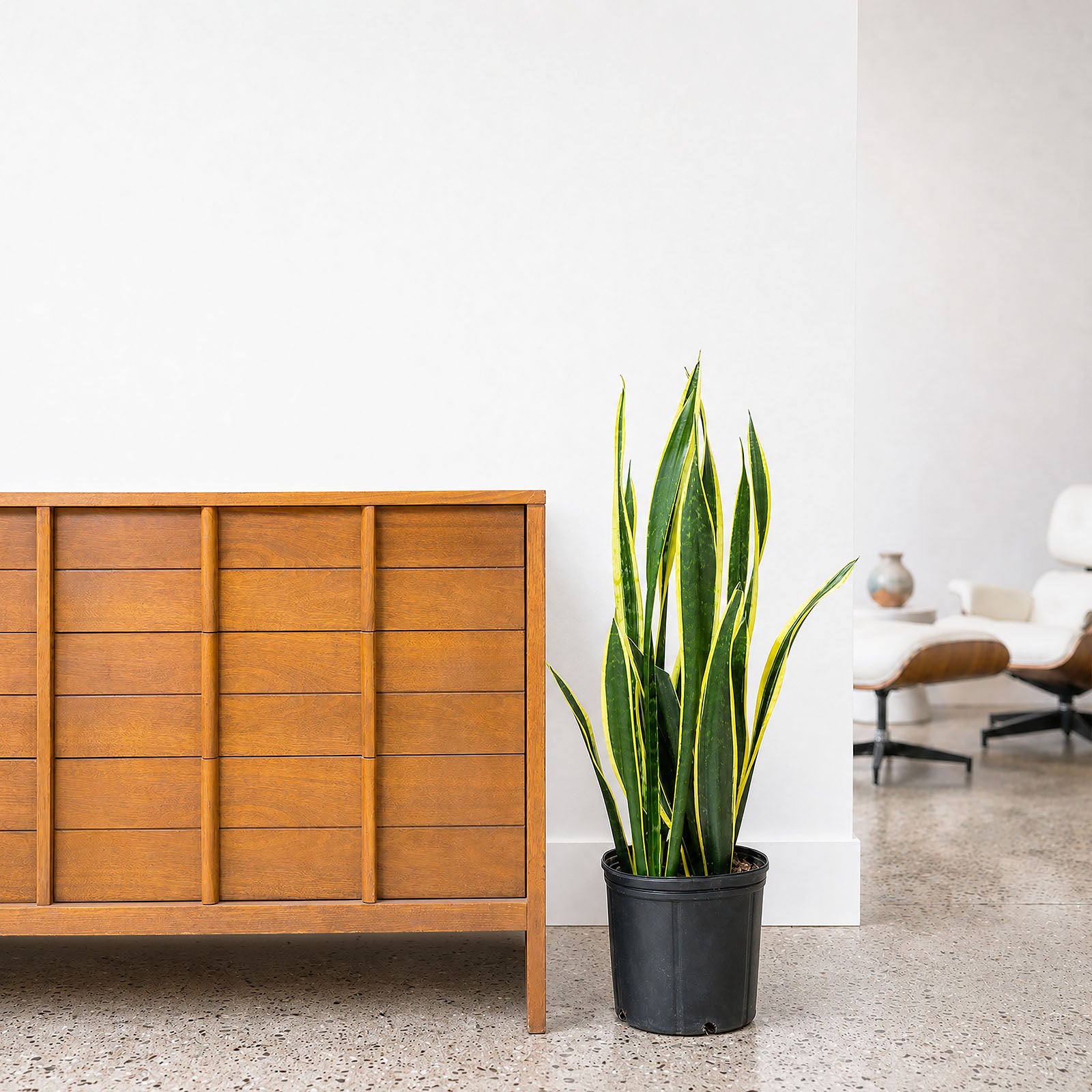 Sansevieria Black Gold | Snake Plant | Care Guide and Pro Tips - Delivery from Toronto across Canada - JOMO Studio