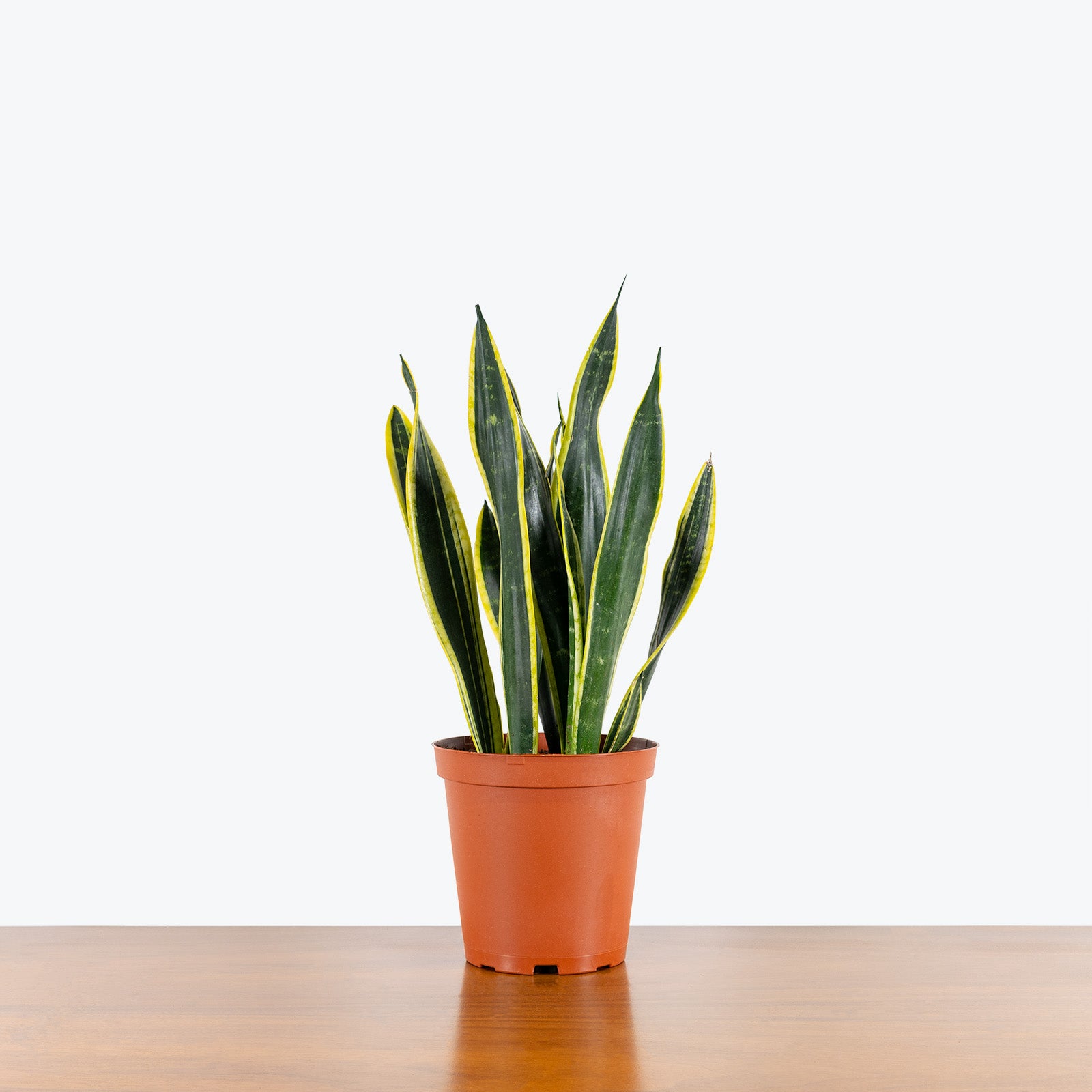 Sansevieria Black Gold | Snake Plant | Care Guide and Pro Tips - Delivery from Toronto across Canada - JOMO Studio
