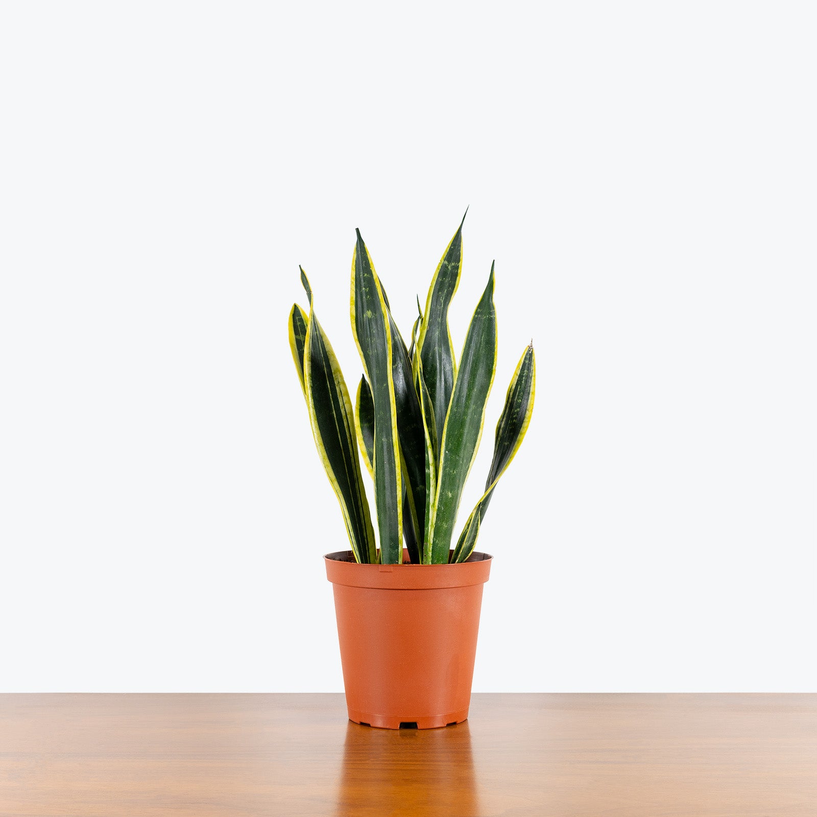 Sansevieria Black Gold - Snake Plant - House Plants Delivery Toronto - JOMO Studio