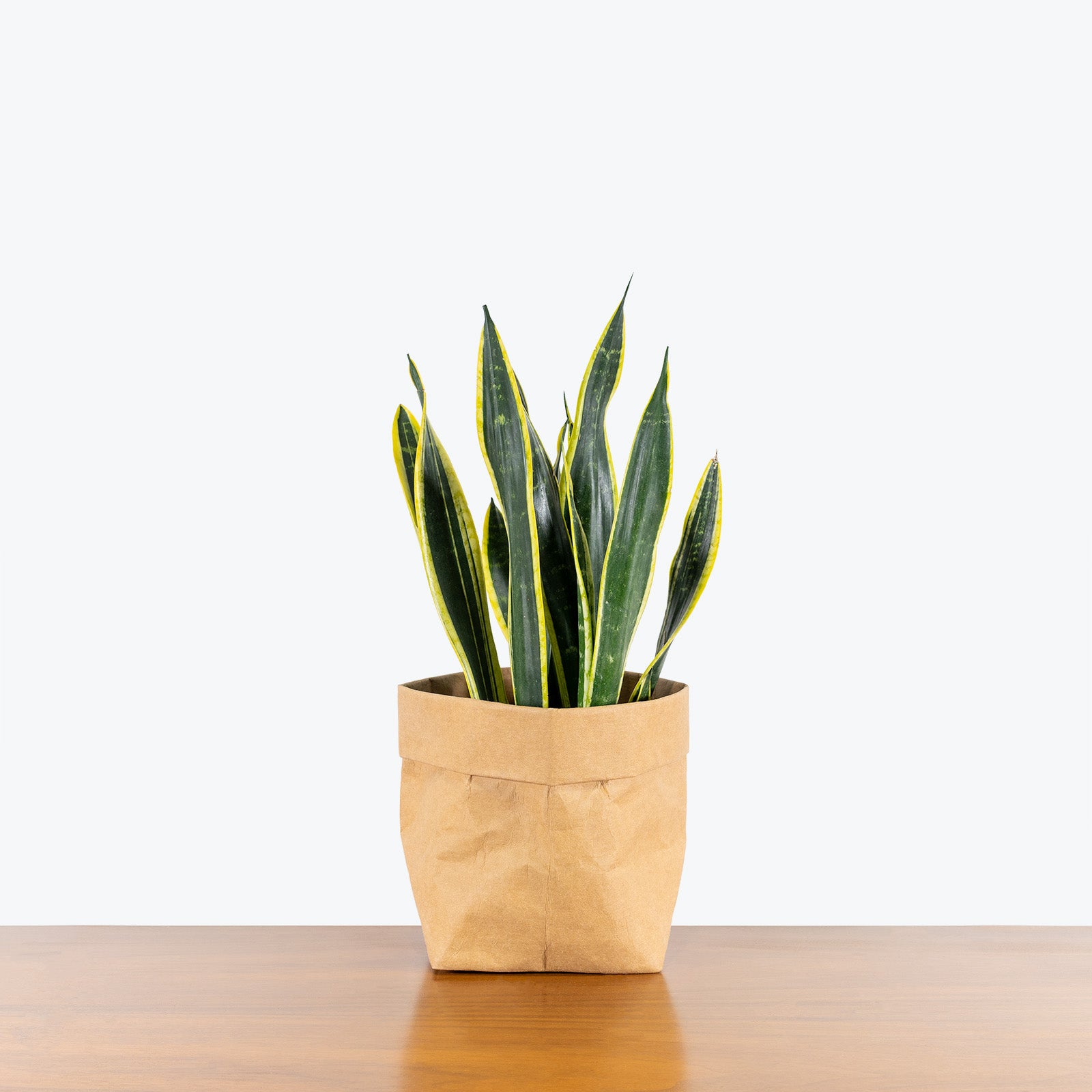 Sansevieria Black Gold - Snake Plant - House Plants Delivery Toronto - JOMO Studio