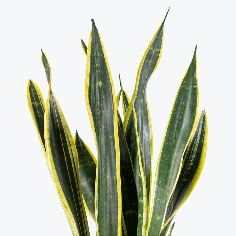 Sansevieria Black Gold - Snake Plant - House Plants Delivery Toronto - JOMO Studio