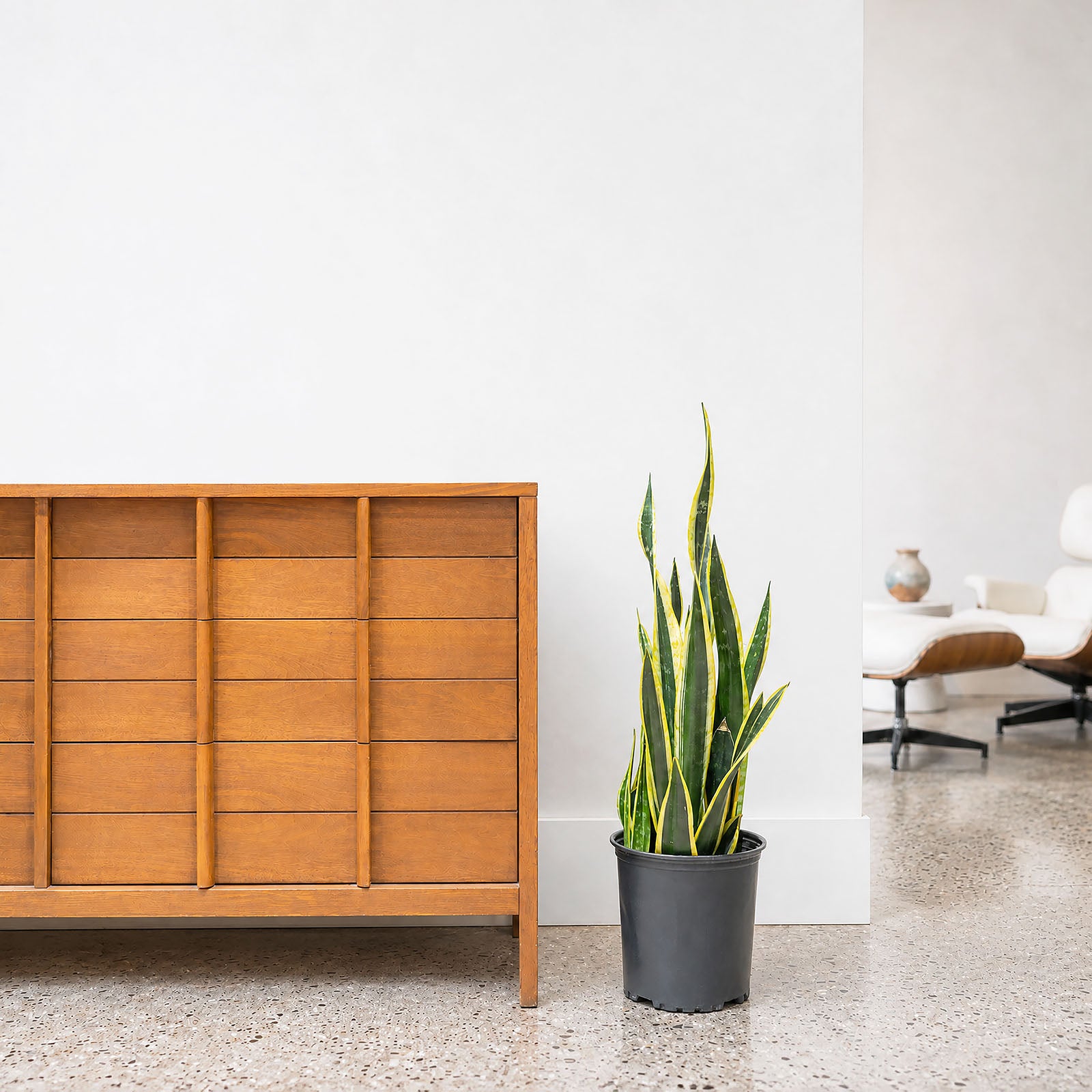 Sansevieria Black Gold | Snake Plant | Care Guide and Pro Tips - Delivery from Toronto across Canada - JOMO Studio