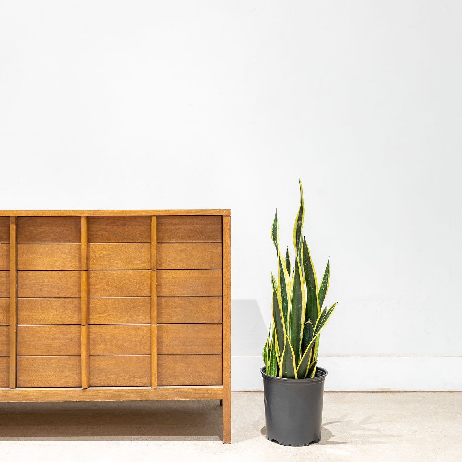 Sansevieria Black Gold | Snake Plant | Care Guide and Pro Tips - Delivery from Toronto across Canada - JOMO Studio