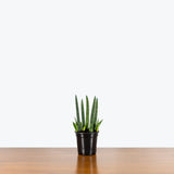 Sansevieria Cylindrica — 4" Pot