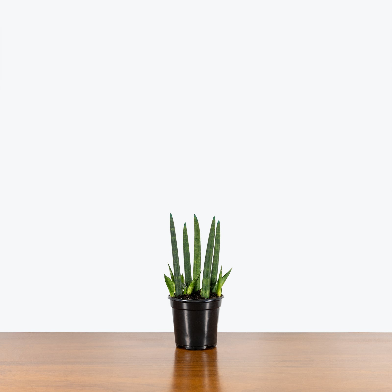 Sansevieria Cylindrica - Snake Plant - House Plants Delivery Toronto - JOMO Studio