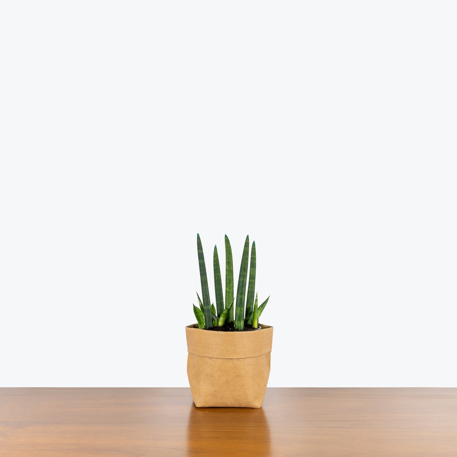 Sansevieria Cylindrica - Snake Plant - House Plants Delivery Toronto - JOMO Studio