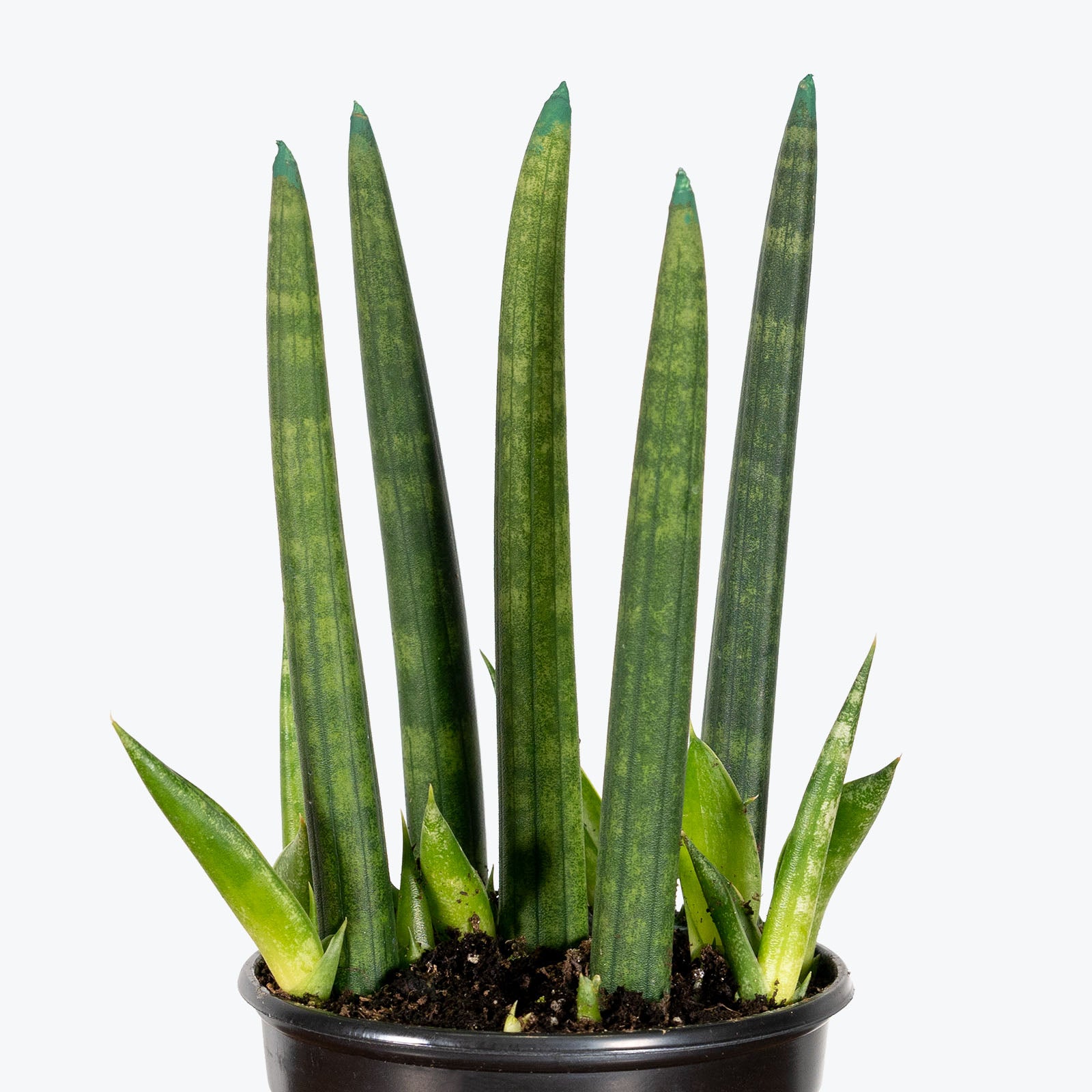 Sansevieria Cylindrica | Snake Plant | Care Guide and Pro Tips - Delivery from Toronto across Canada - JOMO Studio