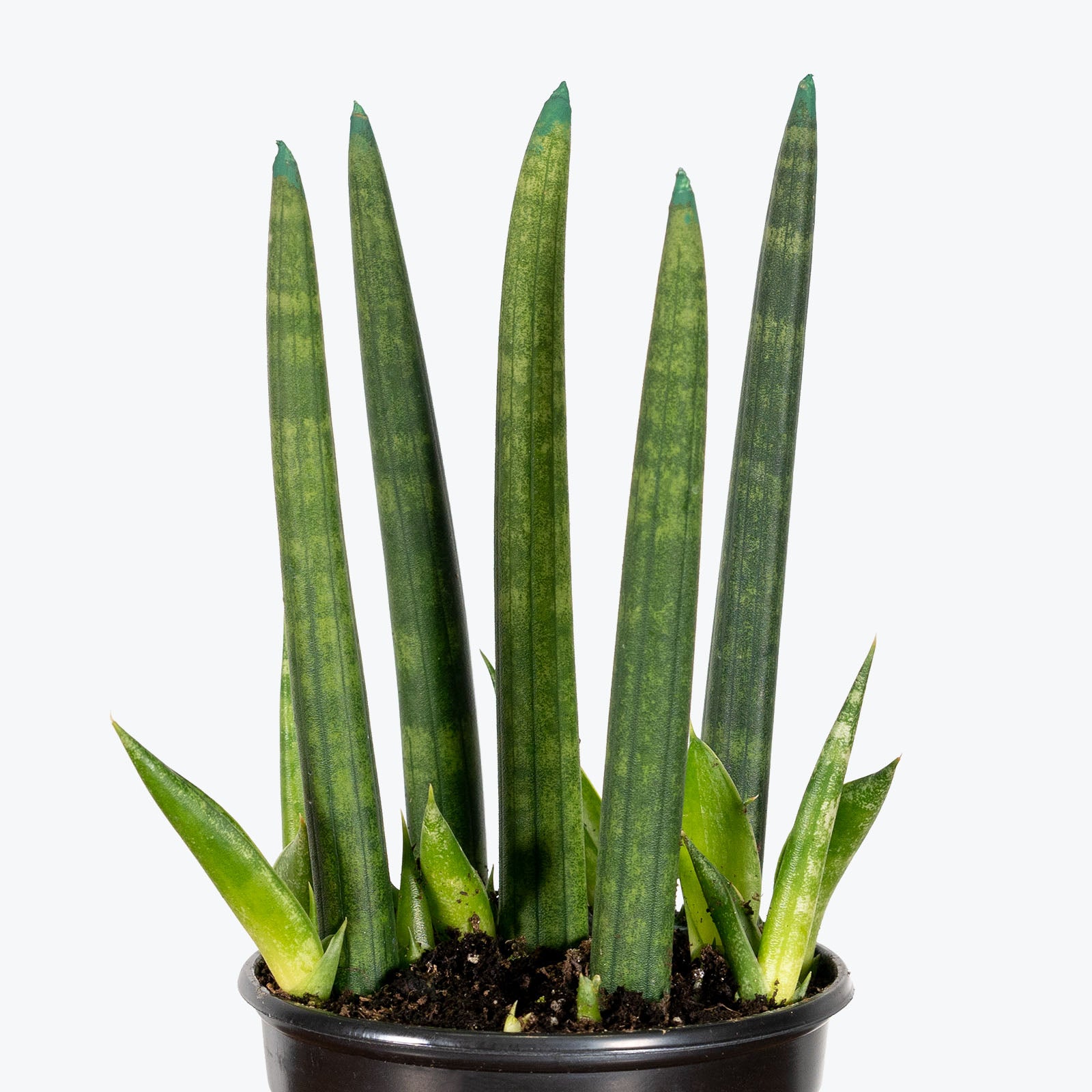 Sansevieria Cylindrica - Snake Plant - House Plants Delivery Toronto - JOMO Studio