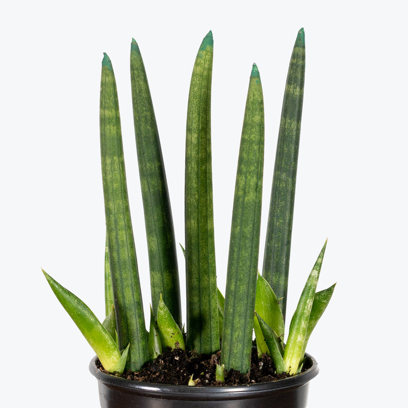 Sansevieria Cylindrica | Snake Plant | Care Guide and Pro Tips - Delivery from Toronto across Canada - JOMO Studio