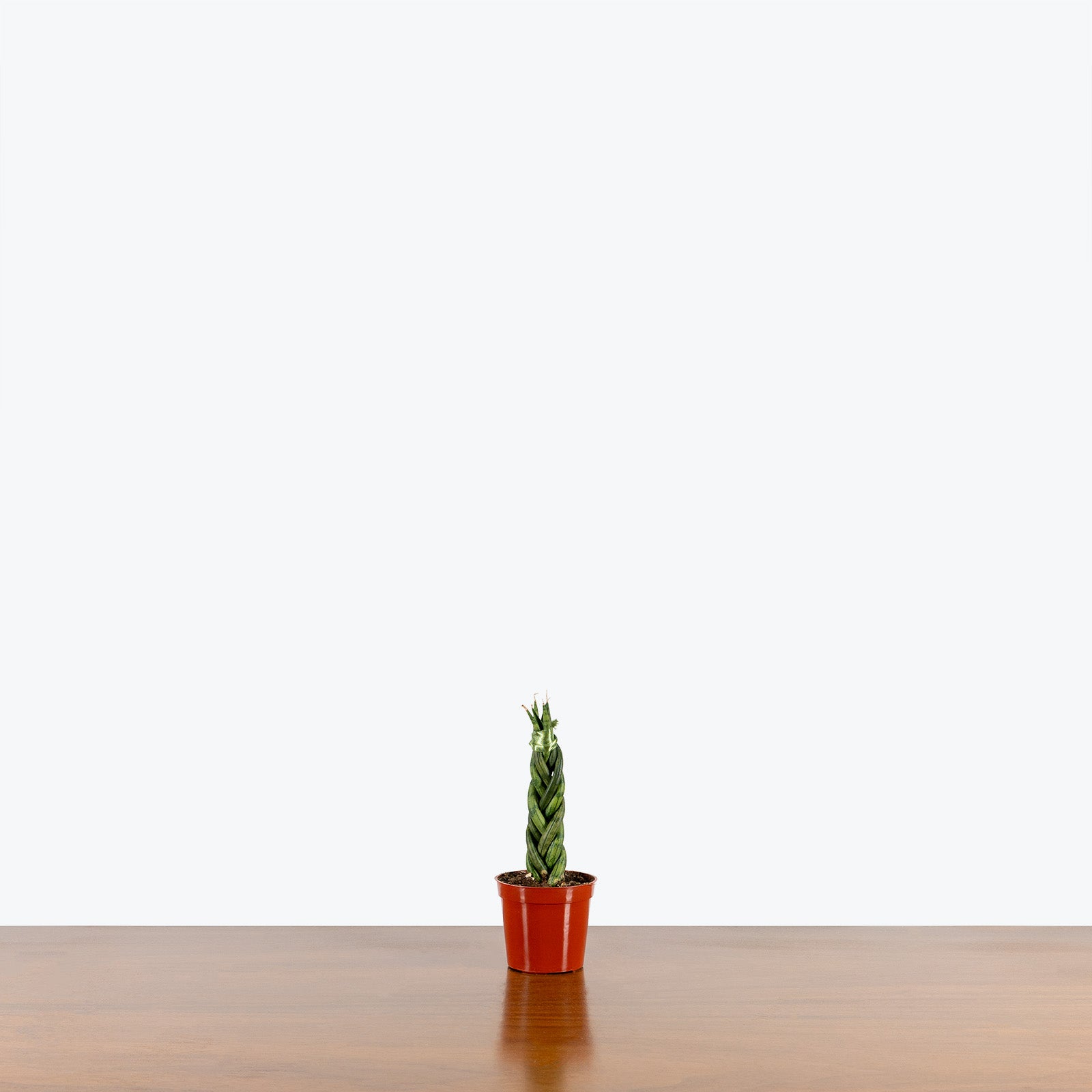 Sansevieria Cylindrica Braid | Snake Plant | Care Guide and Pro Tips - Delivery from Toronto across Canada - JOMO Studio