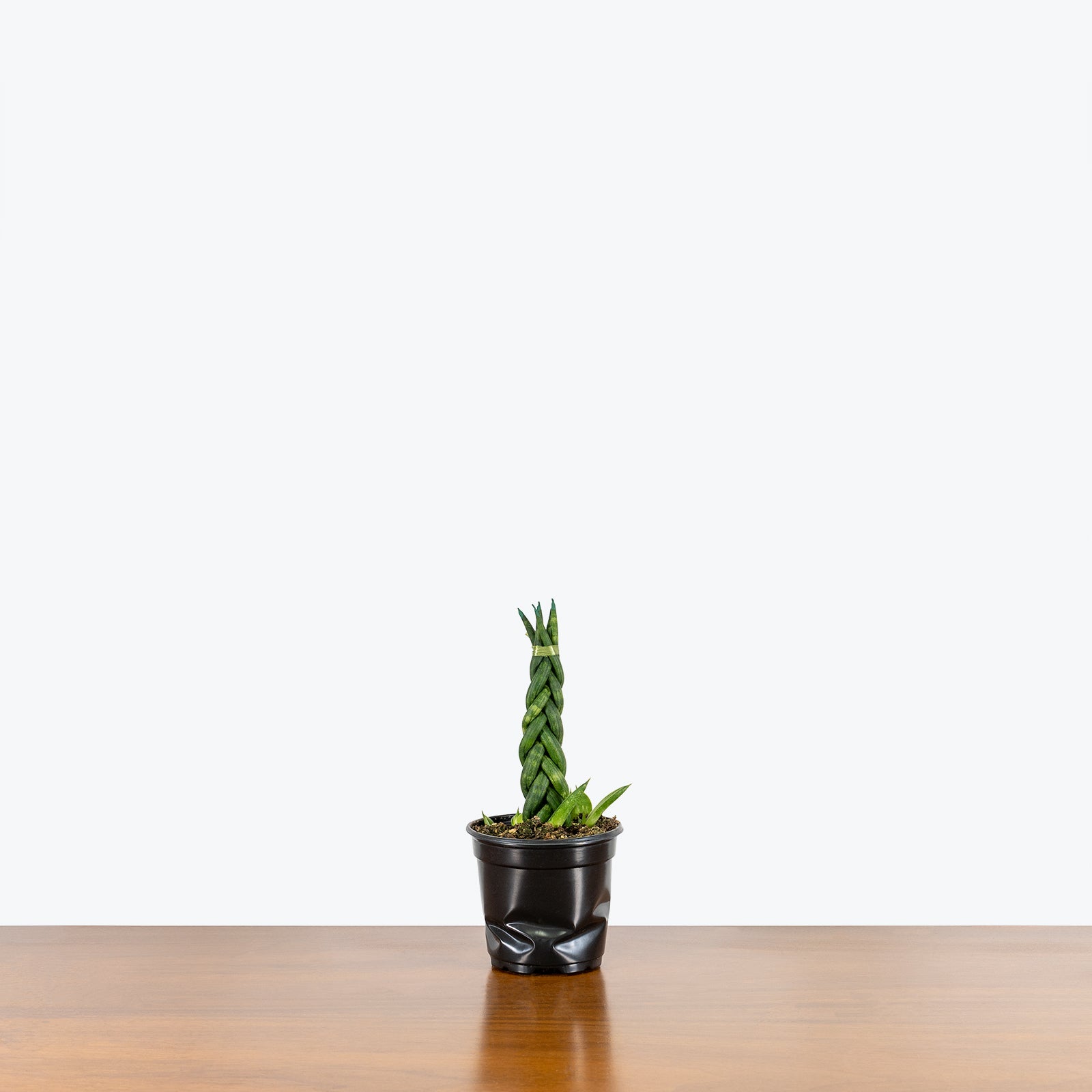 Sansevieria Cylindrica Braid - Snake Plant - House Plants Delivery Toronto - JOMO Studio