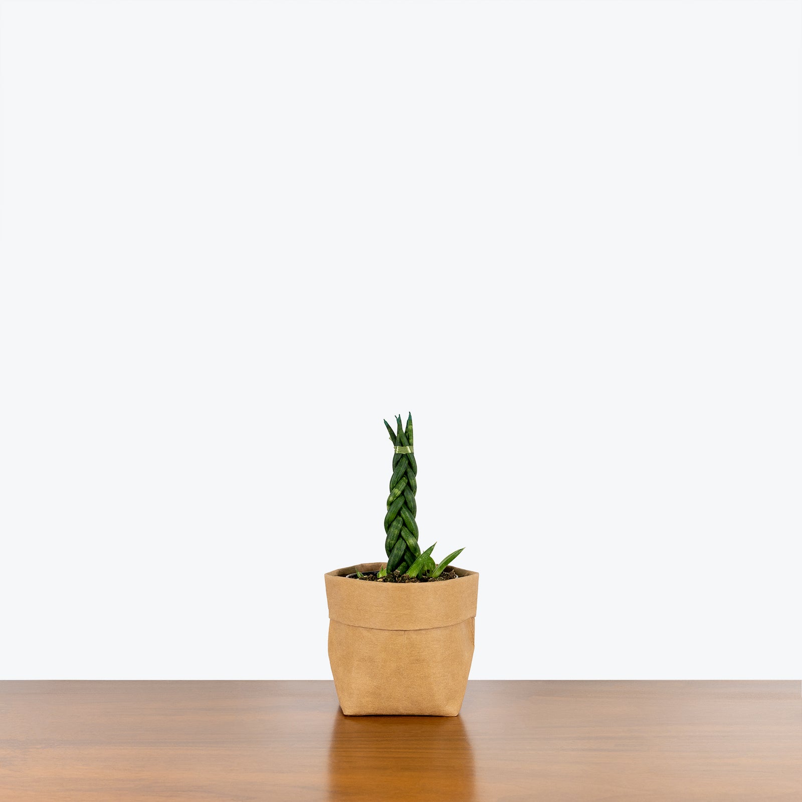braided succulent plant Sansevieria Cylindrica Braid | Snake Plant | Care Guide and Pro Tips -  Delivery from Toronto across Canada