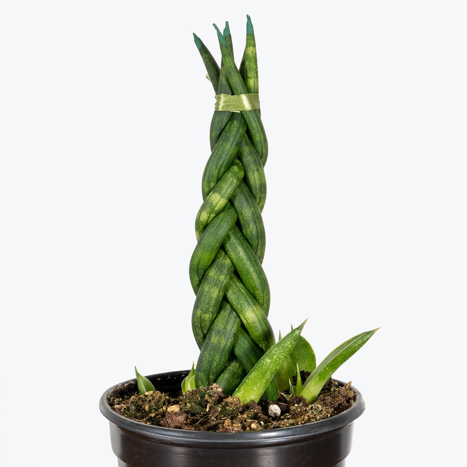 Sansevieria Cylindrica Braid - Snake Plant - House Plants Delivery Toronto - JOMO Studio