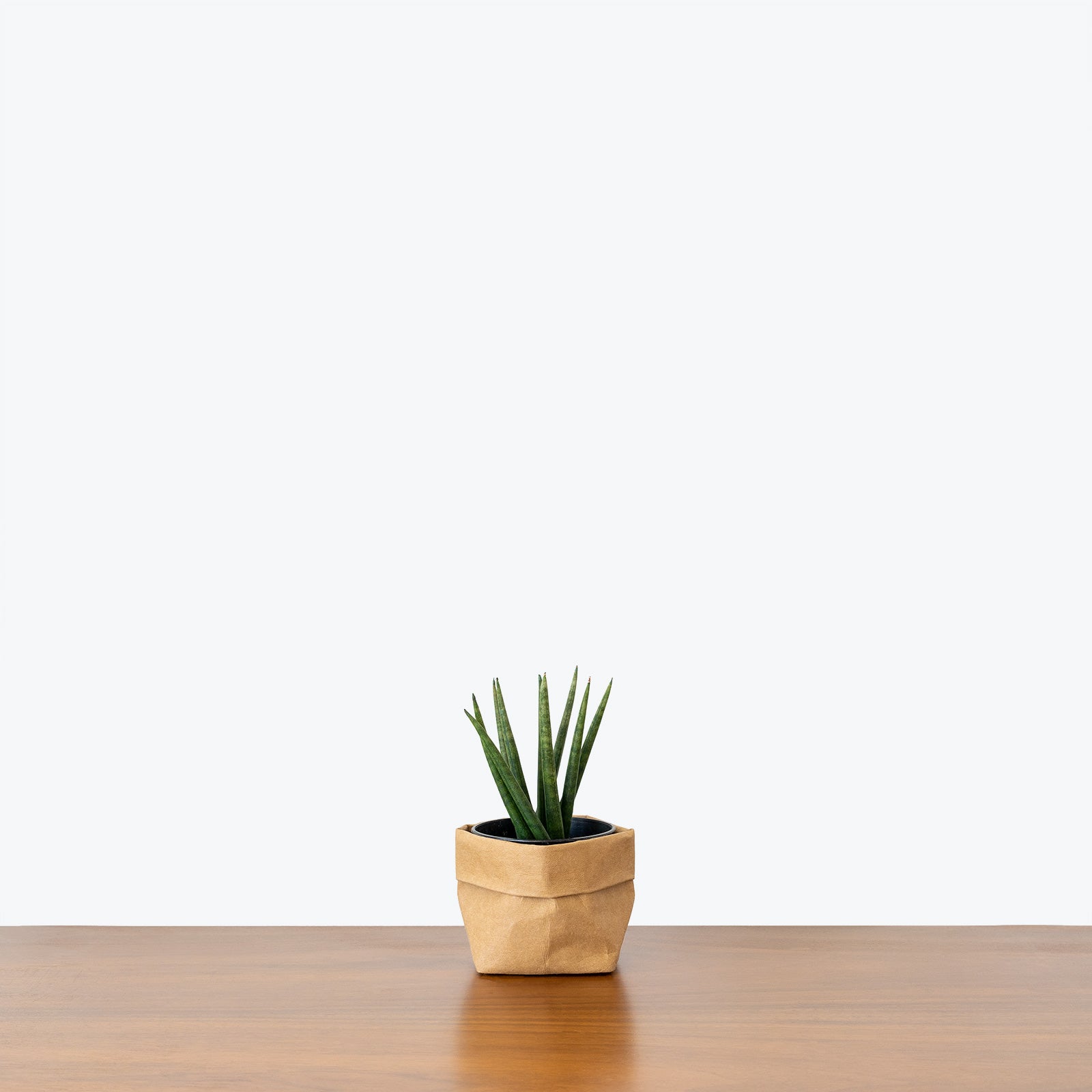 Sansevieria Cylindrica Spaghetti - Snake Plant - House Plants Delivery Toronto - JOMO Studio