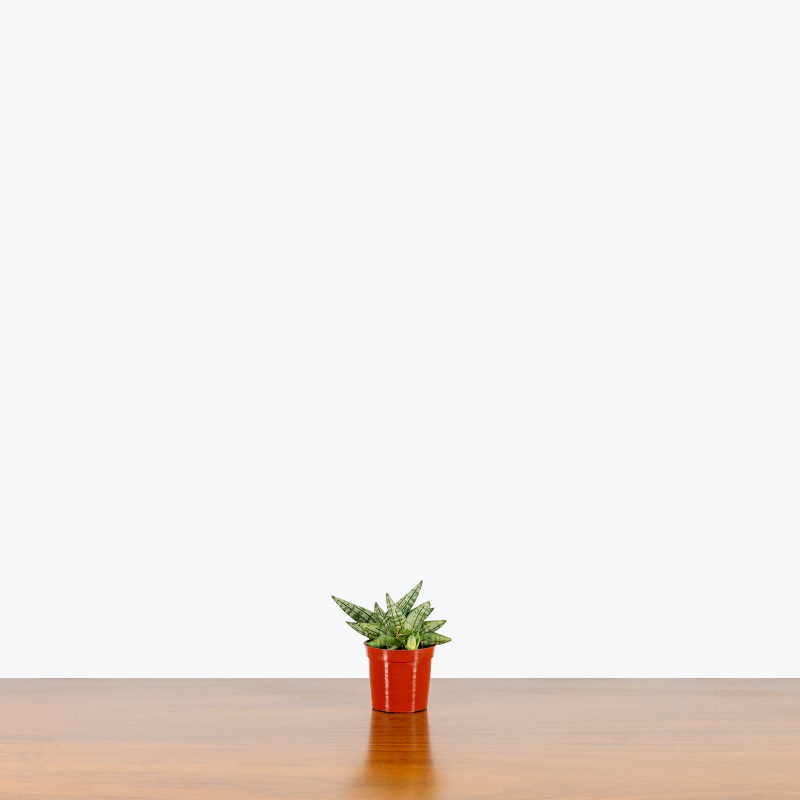 Sansevieria Dwarf Starfish - Snake Plant - House Plants Delivery Toronto - JOMO Studio