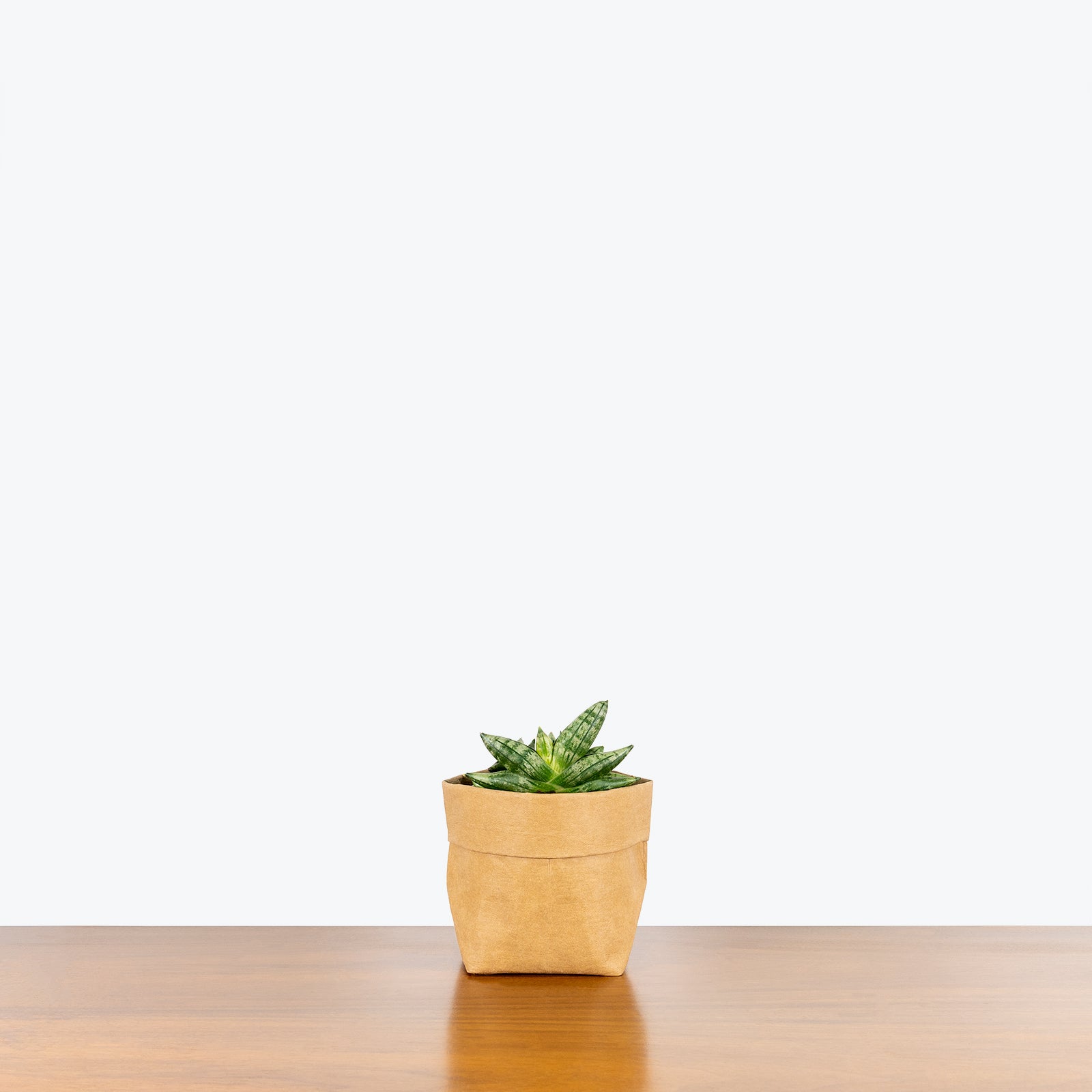 Sansevieria Dwarf Starfish | Snake Plant | Care Guide and Pro Tips - Delivery from Toronto across Canada - JOMO Studio